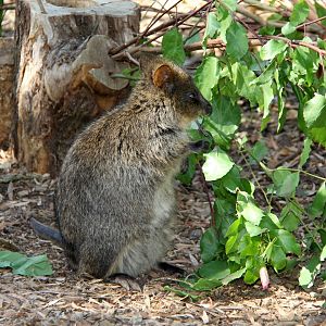 Quokka (Setonix brachyurus)