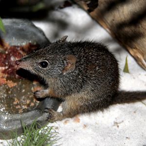Dibbler (Parantechinus apicalis)