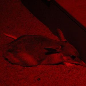 greater bilby (Macrotis lagotis)