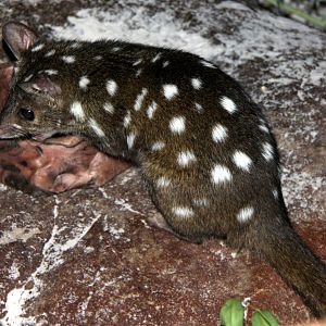 western quoll (Dasyurus geoffroii)