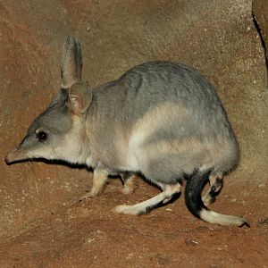 greater bilby (Macrotis lagotis)