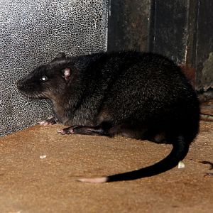 rakali or water-rat (Hydromys chrysogaster)