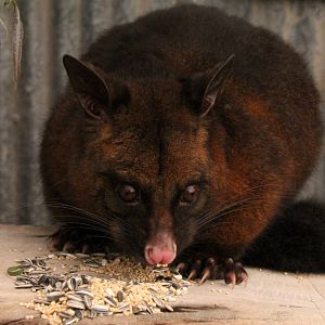 common brushtail possum (Trichosurus vulpecula) ssp ID??