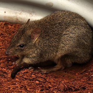 brush-tailed bettong (Bettongia penicillata)