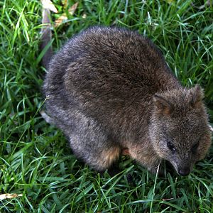 quokka (Setonix brachyurus)