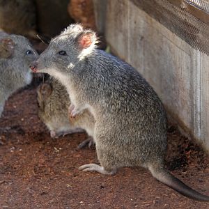 long-nosed potoroo (Potorous tridactylus)