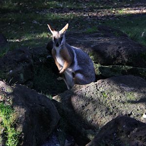 yellow-footed rock-wallaby (Petrogale xanthopus)