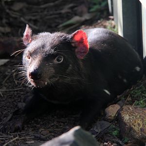 Tasmanian devil (Sarcophilus harrisii)