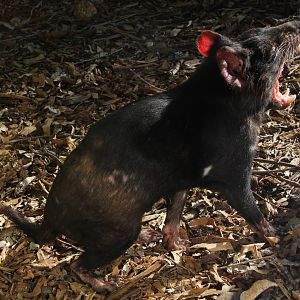 Tasmanian devil (Sarcophilus harrisii)