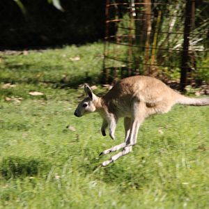 northern nail-tail wallaby (Onychogalea unguifera)