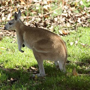 northern nail-tail wallaby (Onychogalea unguifera)
