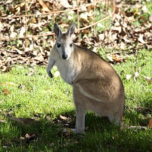 northern nail-tail wallaby (Onychogalea unguifera)