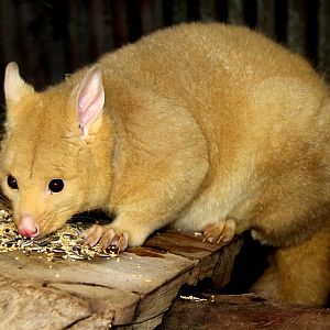 golden brushtail possum (Trichosurus vulpecula fuliginosus)