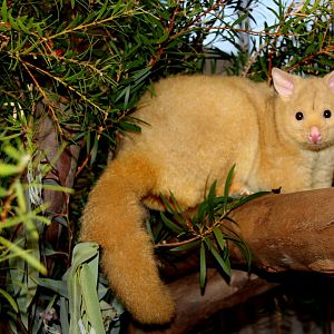 golden brushtail possum (Trichosurus vulpecula fuliginosus)