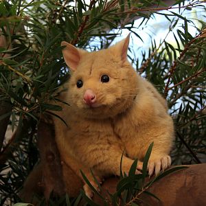 golden brushtail possum (Trichosurus vulpecula fuliginosus)