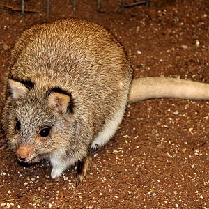 rufous bettong (Aepyprymnus rufescens)