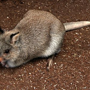 rufous bettong (Aepyprymnus rufescens)