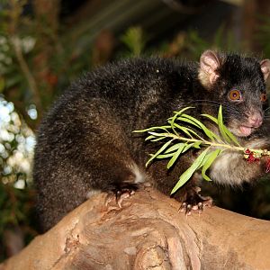 western ringtail possum (Pseudocheirus occidentalis)