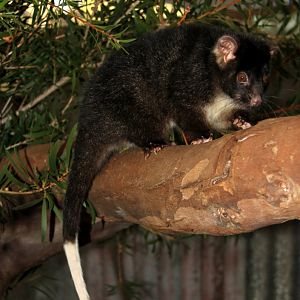 western ringtail possum (Pseudocheirus occidentalis)