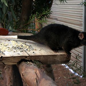 western ringtail possum (Pseudocheirus occidentalis)