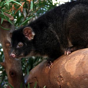 western ringtail possum (Pseudocheirus occidentalis)