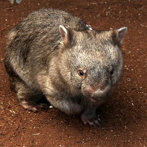 common wombat (Vombatus ursinus)