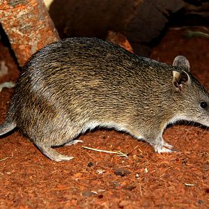 southern brown bandicoot (Isoodon obesulus)
