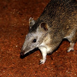 southern brown bandicoot (Isoodon obesulus)