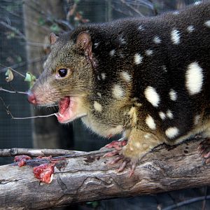 tiger quoll (Dasyurus maculatus)
