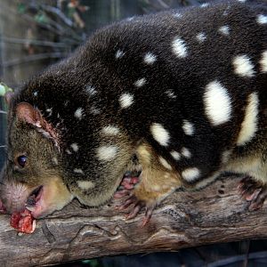 tiger quoll (Dasyurus maculatus)