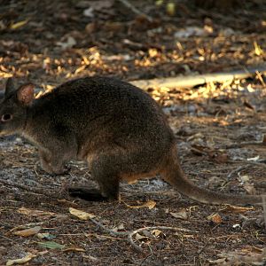 Tasmanian pademelon (Thylogale billardierii)