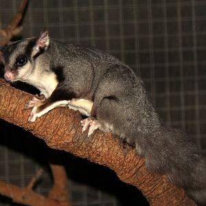 squirrel glider (Petaurus norfolcensis)