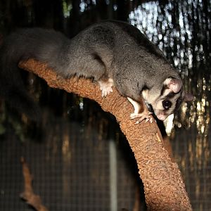 squirrel glider (Petaurus norfolcensis)