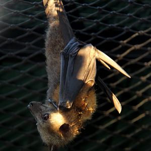 grey-headed flying fox (Pteropus poliocephalus)
