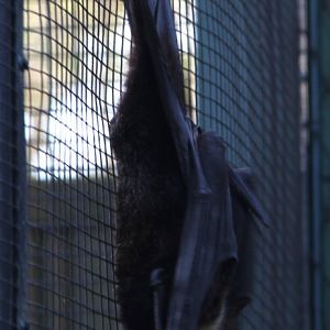 spectacled flying fox (Pteropus conspicillatus)