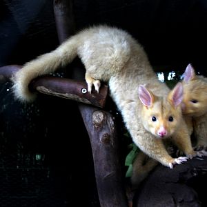 golden brushtail possum (Trichosurus vulpecula fuliginosus)