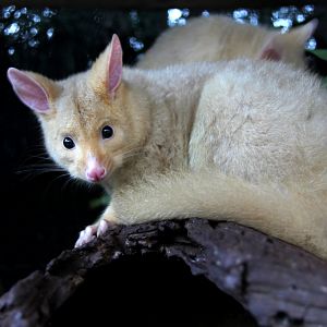 golden brushtail possum (Trichosurus vulpecula fuliginosus)