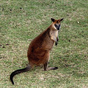 swamp wallaby (Wallabia bicolor)