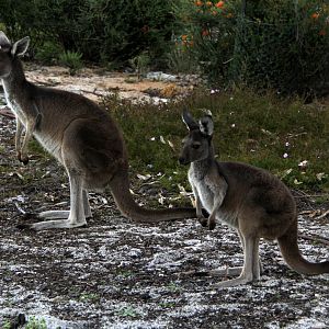 western grey kangaroo (Macropus fuliginosus)