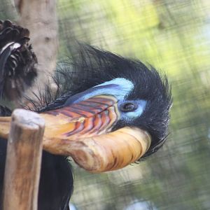 Female Knobbed hornbill