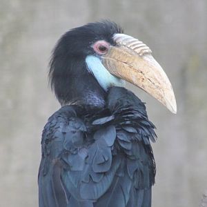 Female Wreathed hornbill