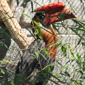 Philippine rufous hornbill