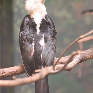 Male Von der Decken's hornbill