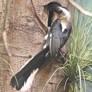 Female Von der Decken's hornbill at the nest