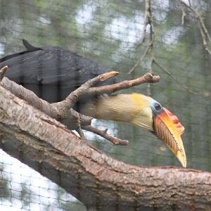 Male Wrinkled hornbill