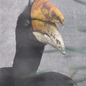 Rhinoceros hornbill
