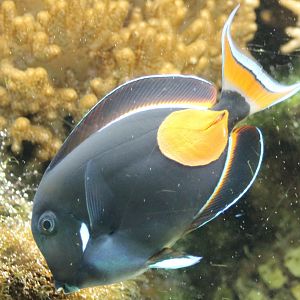 Achilles tang - Acanthurus achilles