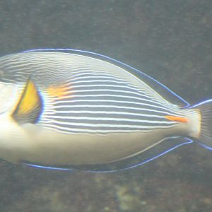 Sohal surgeonfish - Acanthurus sohal