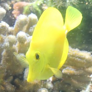 Yellow tang - Zebrasoma flavescens