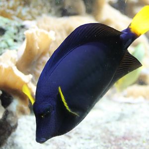 Yellow-tailed tang - Zebrasoma xanthurum